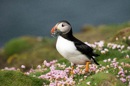 about-arctic-bird-puffin