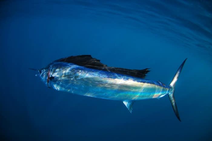 Sailfish are one the fastest swimmers