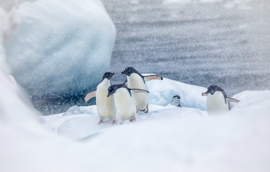 Adelie and chinstrap penguins in the snow