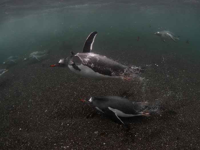 Gentoo penguins swimming underwater
