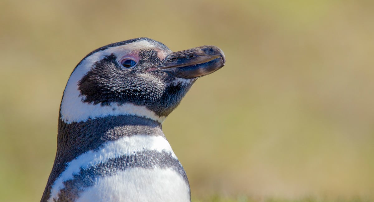 Magellanic penguin, Falkland Islands