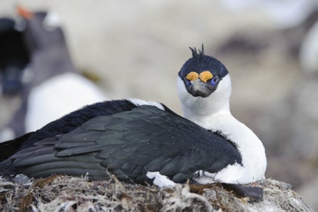 Blue-Eyed Cormorant | Antarctica