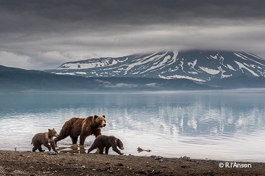 Kamchatka brown bear family
