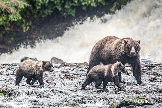 ALaska mother bear and cubs