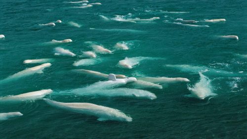Beluga whales molting