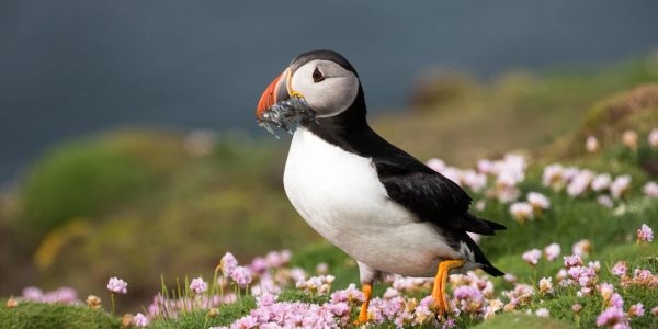 A puffin scores a snack